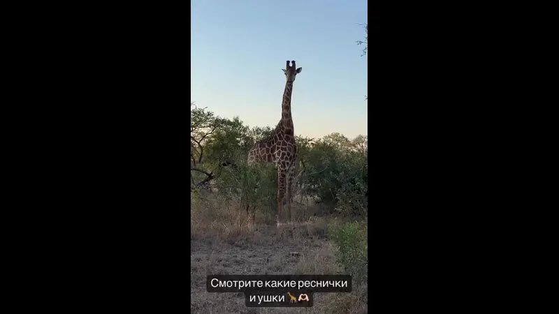 Нажми и смотри Нажми и смотри