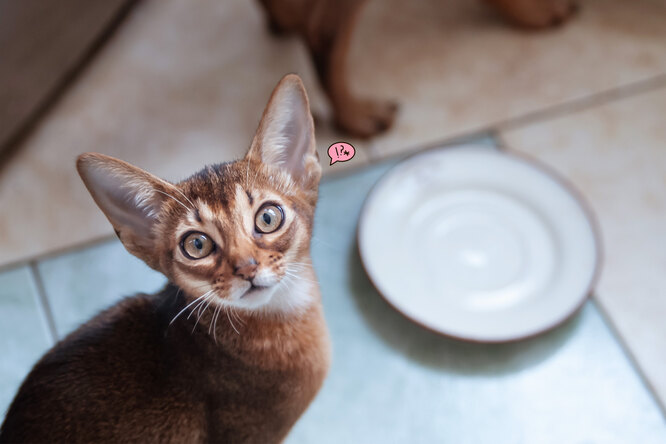 Поставки кормов для кошек и собак в РФ: грозит ли дефицит