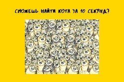 Сможешь найти кота за 10 секунд? Это удается только одному человеку из 10!