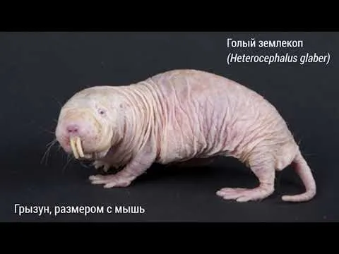 Нажми и смотри