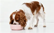 Только не сыр! Чем угощать питомца