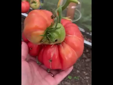 Нажми и смотри Нажми и смотри