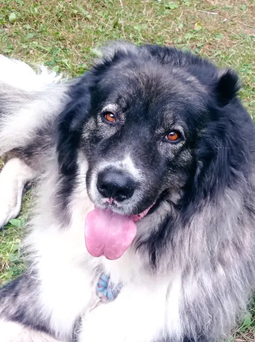 кавказская овчарка в квартире