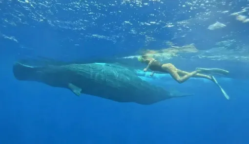 Мария Погребняк плавала с кашалотами в открытом океане