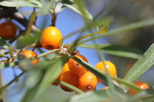 Рецепты из облепихи Рецепты из облепихи