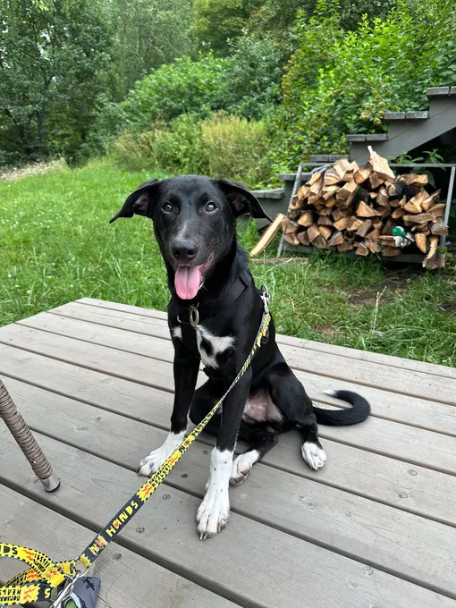 Питомец Кристины Асмус