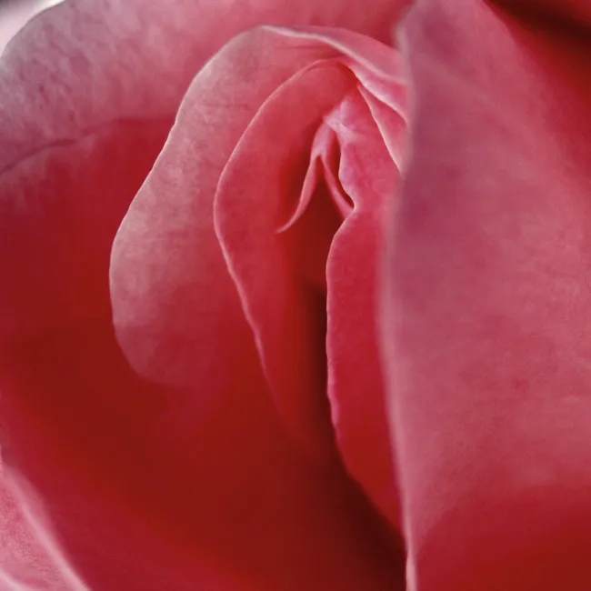 Секс-бомба замедленного действия: топ-3 эфирных масел, которые разожгут страсть в спальне