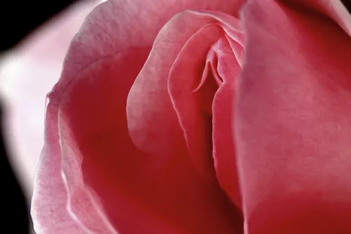 Секс-бомба замедленного действия: топ-3 эфирных масел, которые разожгут страсть в спальне Секс-бомба замедленного действия: топ-3 эфирных масел, которые разожгут страсть в спальне