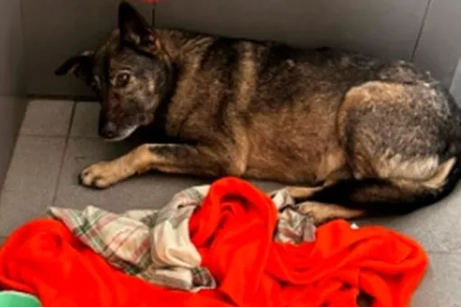 Скандал: курьера Михаила уволили из пиццерии в Челябинске за то, что он накрыл собаку пледом в 20-градусный мороз Скандал: курьера Михаила уволили из пиццерии в Челябинске за то, что он накрыл собаку пледом в 20-градусный мороз