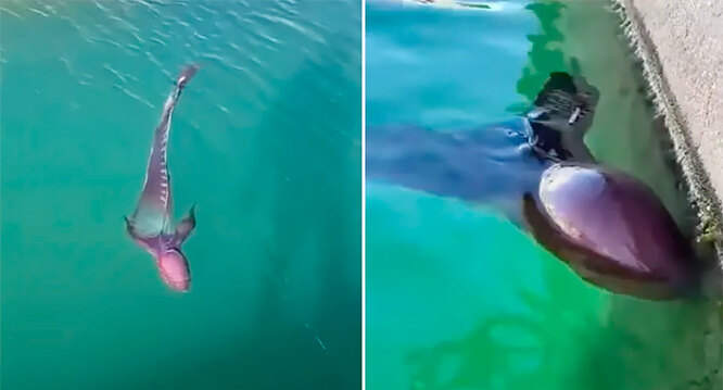 Is the blanket octopus dangerous: a sea creature rarely seen by people appeared near the shore