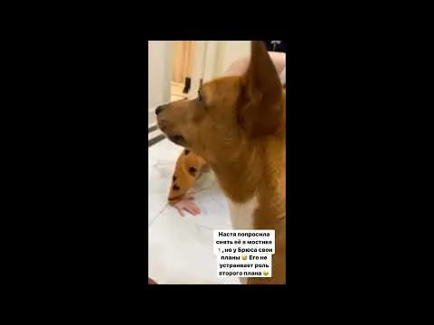 Нажми и смотри Нажми и смотри