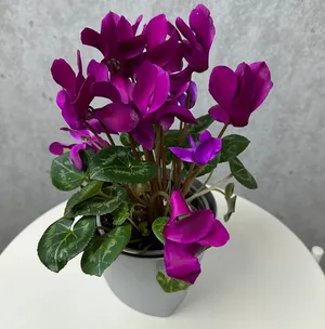 Цикламен, комнатное растение живое, цветок в горшке, высота 20 см, дм 12 Sharmonic Fleur