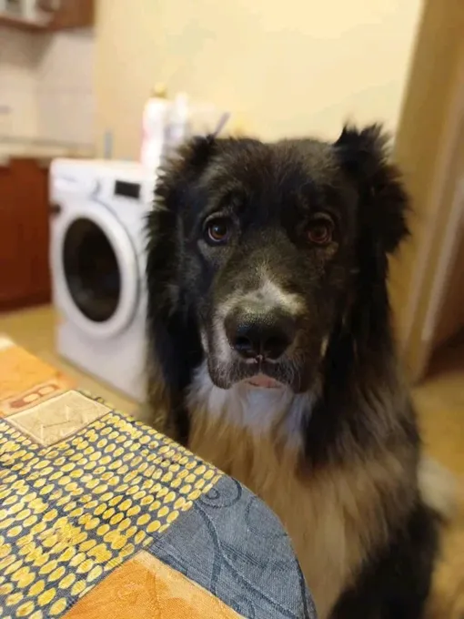 кавказская овчарка в квартире