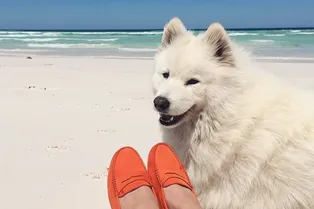 Tod's запустили проект с домашними любимцами Tod's запустили проект с домашними любимцами