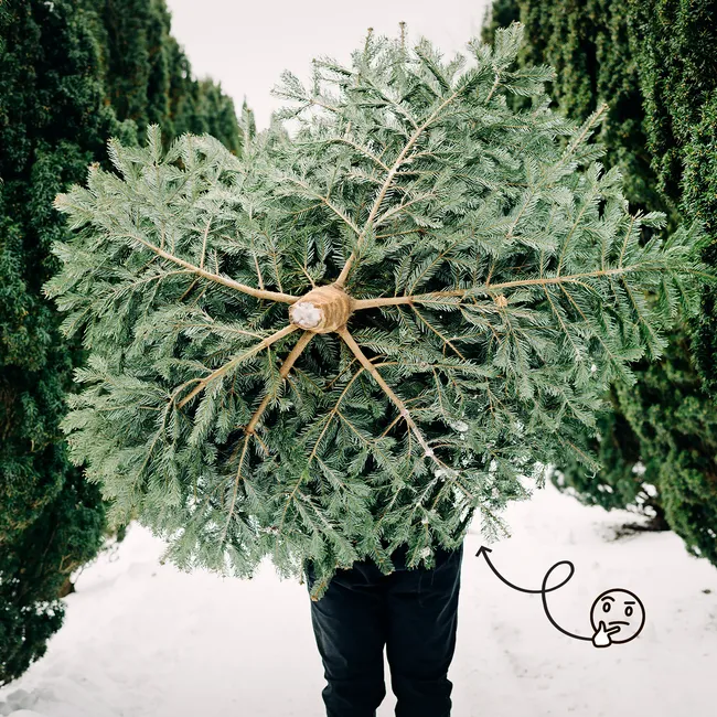 Где ставить и как украшать елку, чтобы привлечь удачу и счастье: ответ эксперта Васту