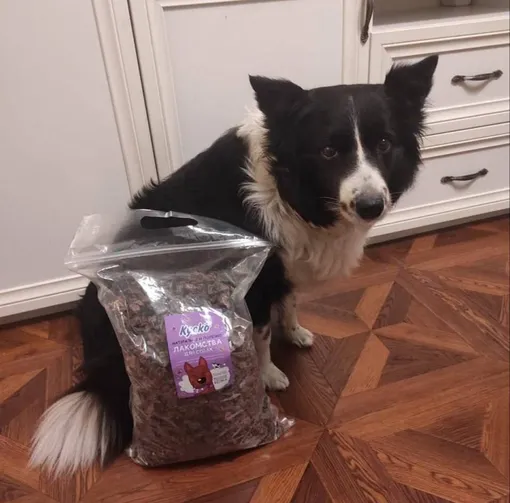 Пропавшей собаке Симе было шесть лет