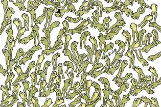 Тест: найди сидящую лягушку и узнай возраст своего мозга!