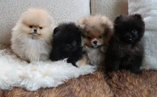 Ким Кардашьян подарила детям щенков