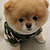 sobaka. ru