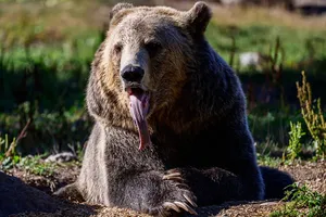 Медведь растерзал двух женщин, собиравших грибы в Красноярском крае