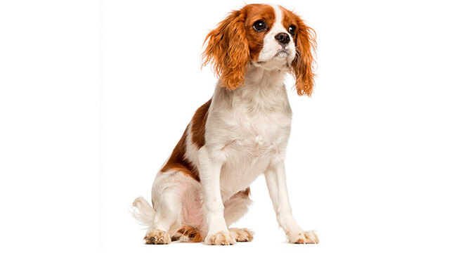 vet recommended dogs for adults