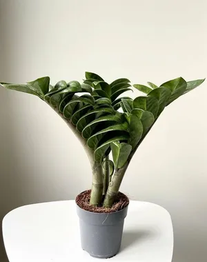 Замиокулкас Жук 3 ствола h-30см /d12