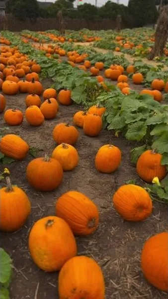 Нажми и смотри