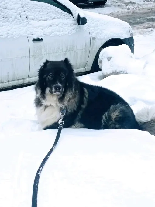 кавказская овчарка в квартире