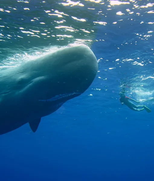 Ратмир поплавал с китом