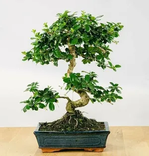 Бонсай Кармона Мелколистная (Carmona Microphylla) D20см