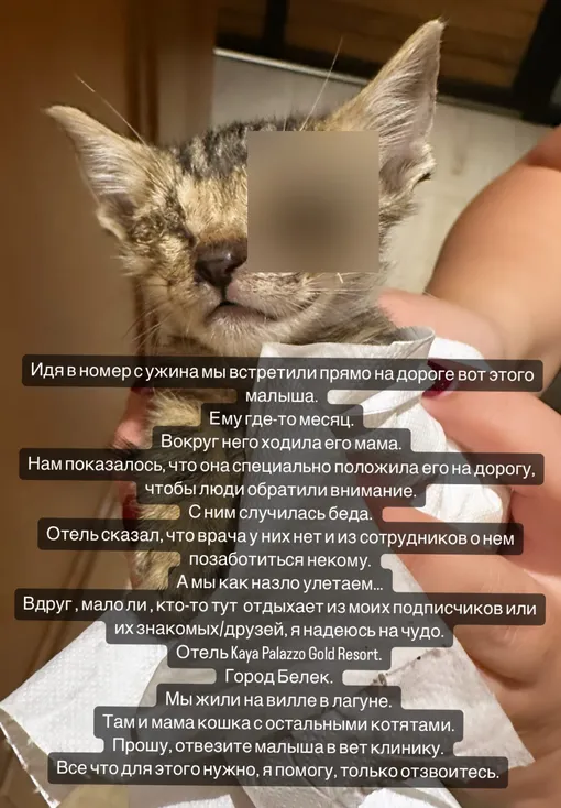 Певица попросила помочь животному Певица попросила помочь животному