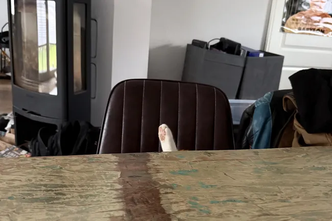 Тест на внимательность: сколько котов на фото ты сможешь найти?