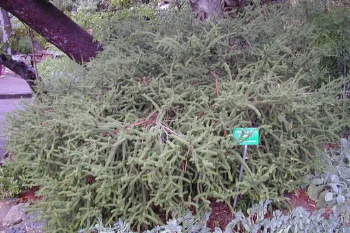 эфирные масла для волос эфирные масла для волос