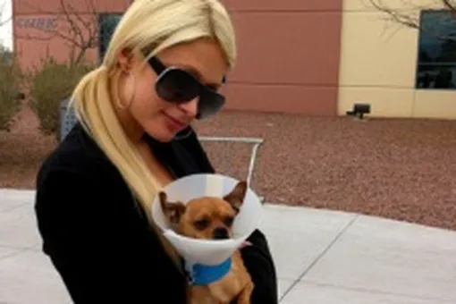 Пэрис Хилтон подобрала собаку Пэрис Хилтон подобрала собаку