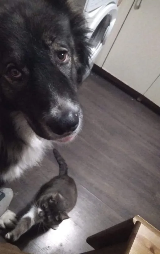 кавказская овчарка в квартире