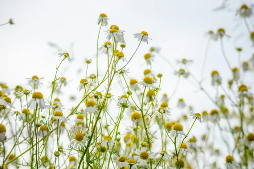 эфирные масла для волос эфирные масла для волос
