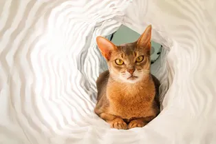 Абиссинская кошка – «вечный двигатель» у тебя дома Абиссинская кошка – «вечный двигатель» у тебя дома