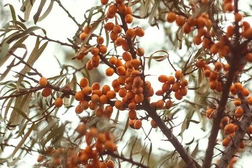 продукты для оргазмов продукты для оргазмов