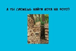 Найди кота на фото за 20 секунд — проверь свою наблюдательность!