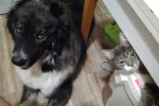 кавказская овчарка в квартире