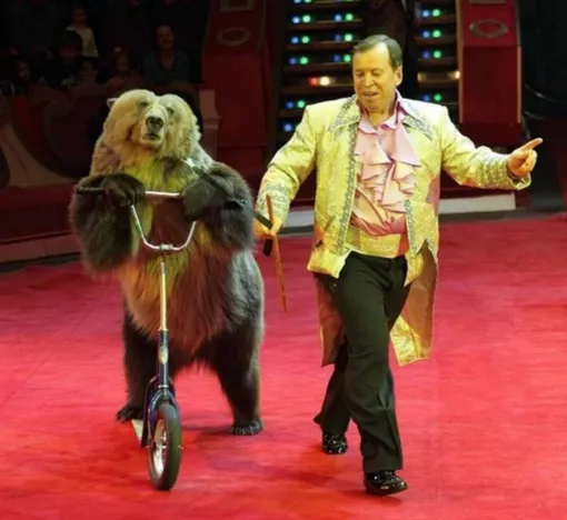 Медведи Виктора Кудрявцева могли делать много впечатляющих трюков Медведи Виктора Кудрявцева могли делать много впечатляющих трюков