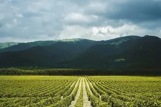 Пора на юг: почему винодельни стали новым туристическим трендом в России