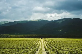 Пора на юг: почему винодельни стали новым туристическим трендом в России Пора на юг: почему винодельни стали новым туристическим трендом в России