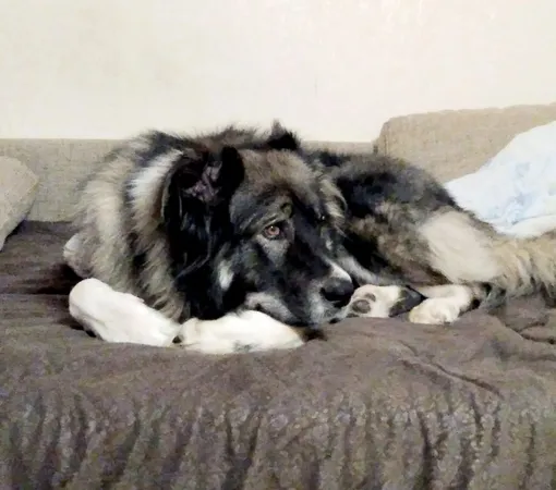 кавказская овчарка в квартире