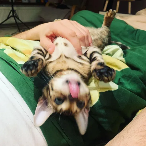 Котенок Алешка в руках Руслана Панова