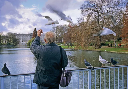 Птицы охотнее подпускают к себе мужчин
