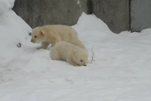 В Московском зоопарке можно увидеть белых медвежат