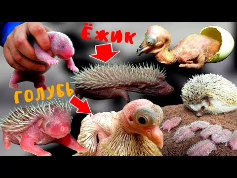 Нажми и смотри Нажми и смотри