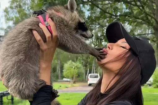 «Милейший бандит!»: Оксана Самойлова завела енота на ферме «Милейший бандит!»: Оксана Самойлова завела енота на ферме