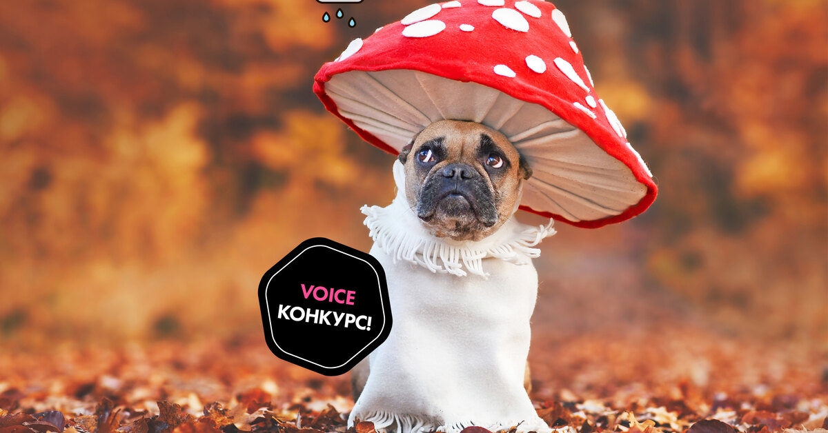 How to Survive the Fall Blues: Heartwarming Tips Competition